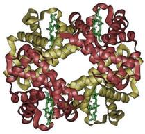 Struttura di una molecola di Emoglobina
