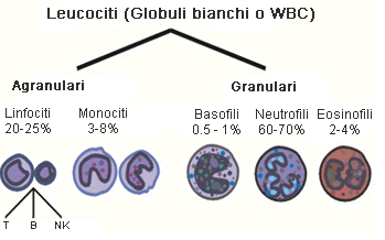 Classificazione dei leucociti