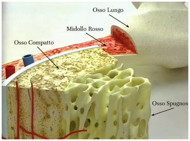 midollo osseo (visione schematica)