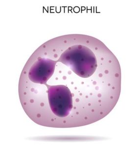 granulociti neutrofili